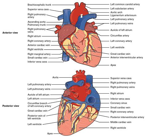 Posterior Interventricular Sulcus