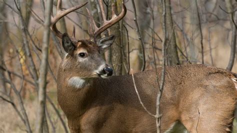 The Best Times to Hunt: Understanding Deer Movement Times