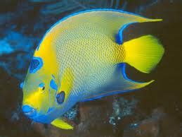 Image result for Fish in Turtle Python