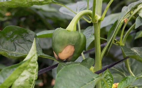 Calcium Deficiency In Pepper Plants: Signs And Fixes – PepperScale