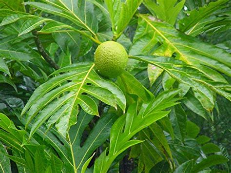 Dwarf Rare Exotic Artocarpus altilis (Breadfruit) Traditional Tasty ...