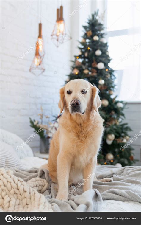 Light Golden Retrievers