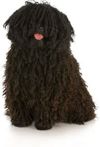 Cute Puli Dog Multicolour Poster PhotoPrint Print Photographic Paper ...