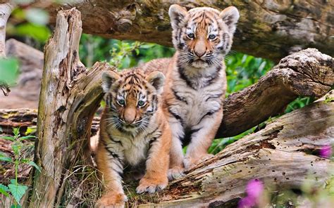 Tiger Cub Little wallpaper | animals | Wallpaper Better