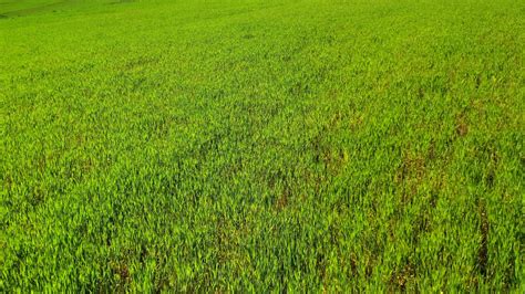 Extensive Farming 的图像结果