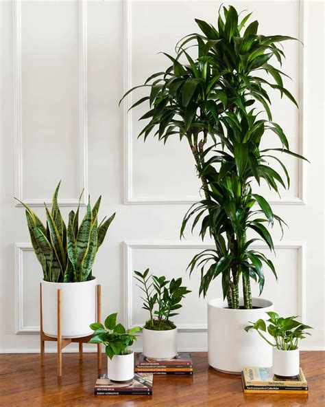 Top 6 Low-Light Plants For Offices With No Sun — Plant Care Tips and More · La Résidence