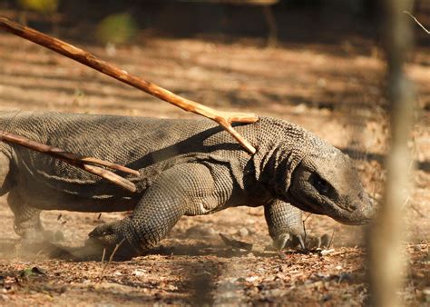 Komodo Dragon Bite