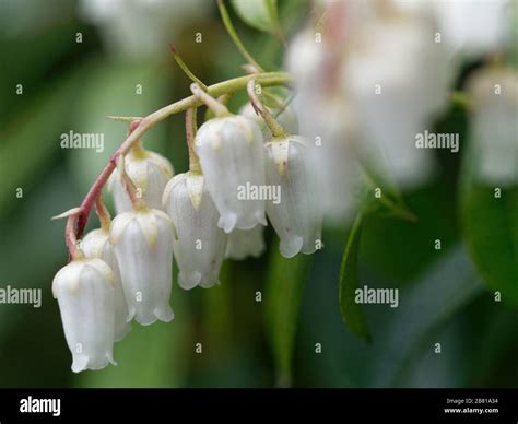 Extreme close up of cluster white bell shaped flowers of pieris ...