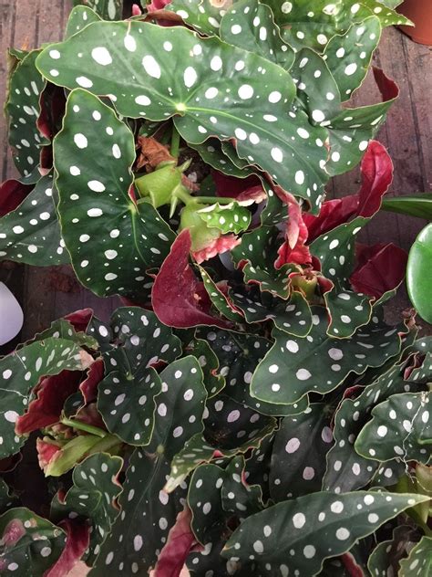 Yellow Polka Dot Plant at Tommy Bautista blog