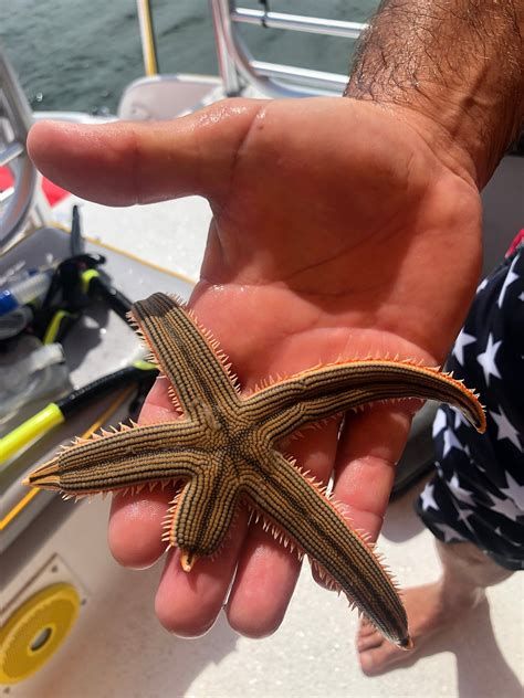 Image result for Shell Key Ferry