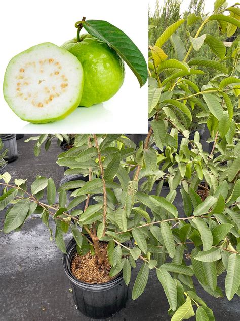 Image result for Dwarf Guava Tree