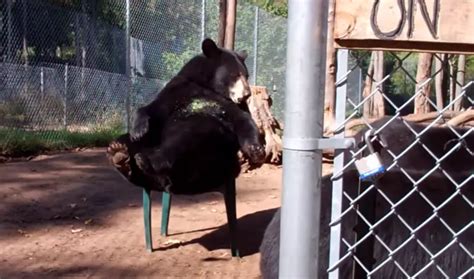 ROADSIDE MICHIGAN: Oswald's Bear Ranch