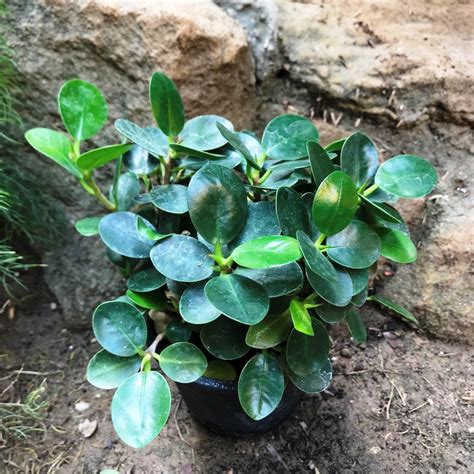 Ficus microcarpa Compacta Plant