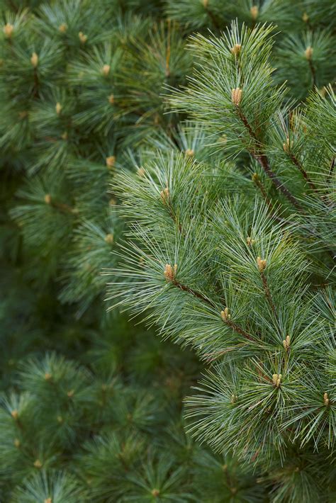 What Type of Tree Is a Christmas Tree? 7 Types to Know