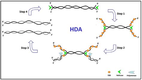 Isothermal Amplification Methods for the Detection of Nucleic Acids in ...