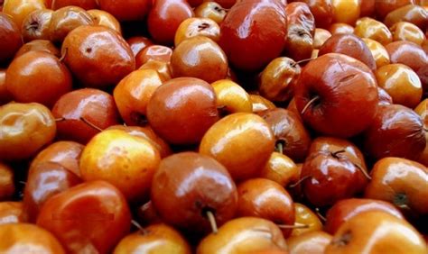 ഇലന്തപ്പഴം വീട്ടിലും കൃഷി ചെയ്യാം