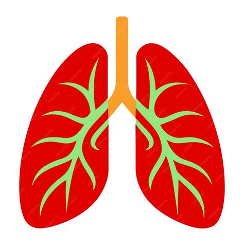 A red lungs clip art and Vector Design With a White Background ...