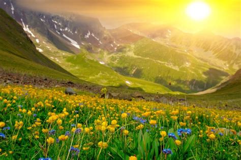 Image result for Nature-Based Optimization Algorithm