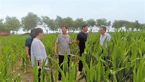 渭南市玉米增密度提单产观摩会召开 会议还对秋粮管理工作进行安排部署凤凰网陕西_凤凰网