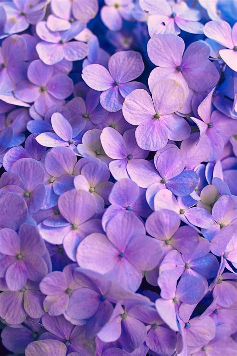 [100+] Purple Flower Backgrounds | Wallpapers.com