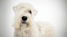 soft coated wheaten terrier haircut dog wheaten soft coated wheaten terrier haircut what hairstyle should i get soft coated wheaten terrier haircut dog wheaten soft coated wheaten terrier haircut what hairstyle should i get