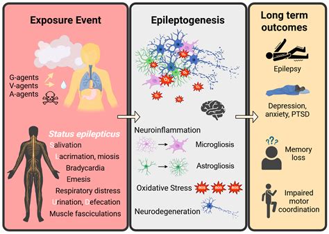 Organophosphate Chemical Nerve Agents, Oxidative Stress, and NADPH ...