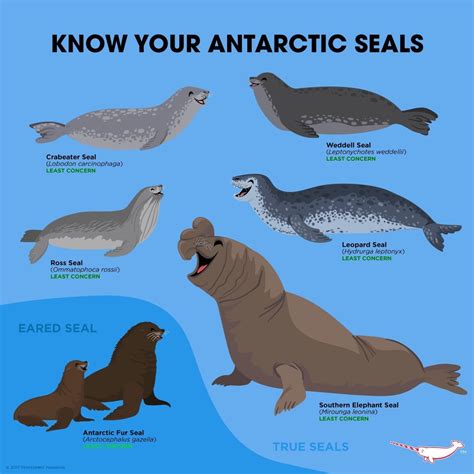 Pin by Frisky_Panda on Animals | Fun facts about animals, Marine ...