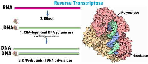 Image result for Transcriptase Inverse Function