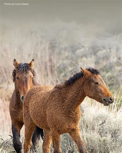 Wyoming's curly horses are such a delight. | American Wild Horse ...