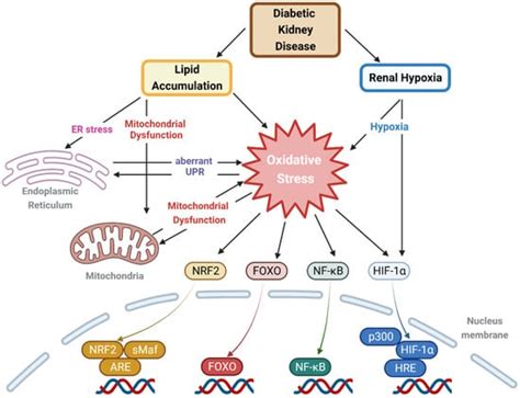 Oxidative Stress Induced by Lipotoxicity and Renal Hypoxia in Diabetic ...
