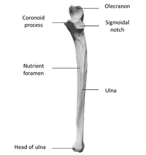 Anatomy Of The Ulna Bio 210 Lab 6 (Ulna) Diagram | Quizlet