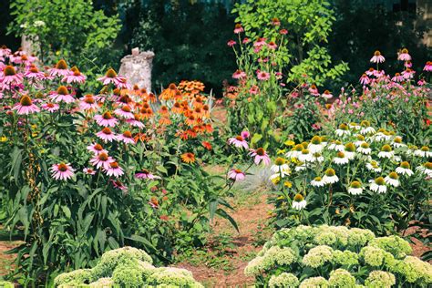 Perennials That Bloom All Summer