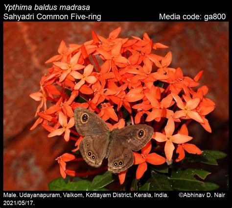 Ypthima baldus | Butterfly