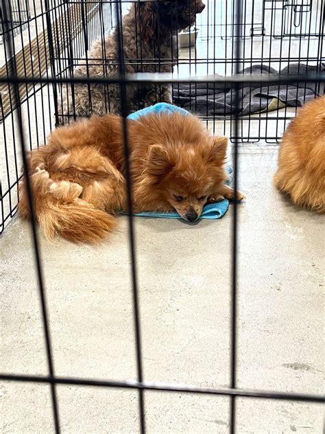 Midland Humane Society to take in 20 dogs saved from puppy mills