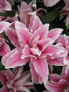 Ritz Farming Oriental Lily Lilium Duble Patel Fragrant Flower Rooted ...