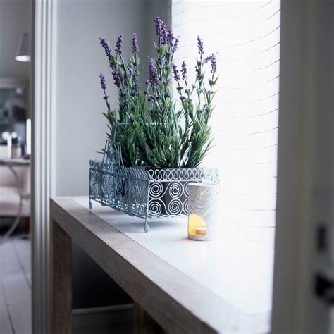 Indoor Lavender Plant