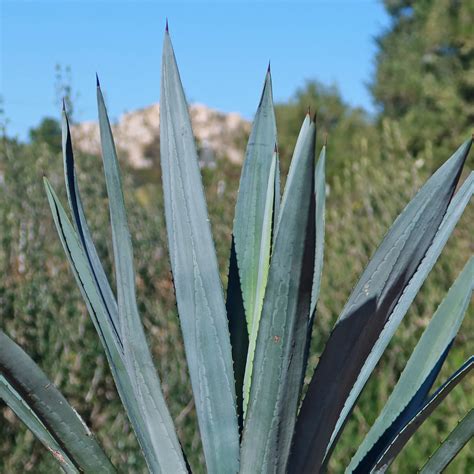 Shop Blue agave 'Tequila Plant' Agave Tequilana - Care and Info ...
