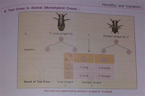 define test cross with examples giving it's significance? - Brainly.in