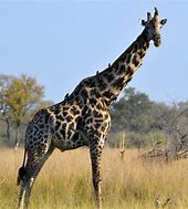 giraffe 的图像结果