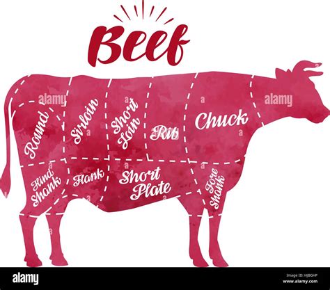 Diagram cutting cow meat. Butcher shop, bull, beef vector illustration ...