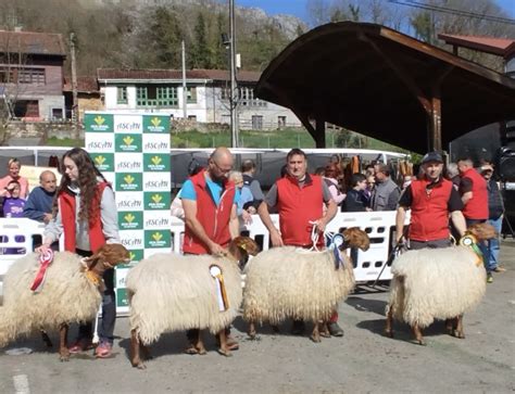 Las ovejas carranzanas de Camangu, Linares y Posada siguen triunfando ...