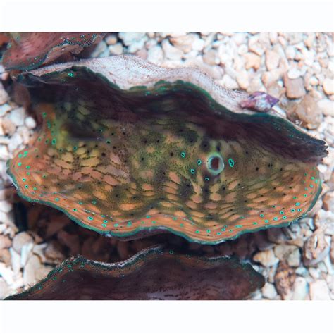 Derasa Clam 2"+ (5-7cm) - The Biota Group