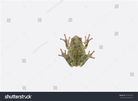 frog drawing from above