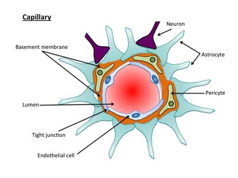Slowdown of brain's waste removal system could drive Alzheimer's