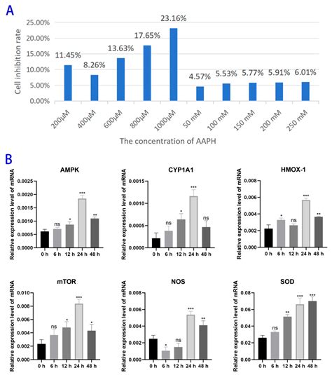 Development of an AAPH-Induced Oxidative Stress Model in Bovine Mammary ...