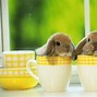 Image result for Bunnies Kissing