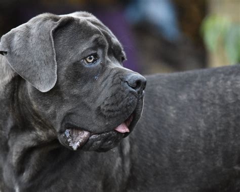 Neo Daniff (Neapolitan Mastiff & Great Dane Mix) Info, Pictures, Facts ...