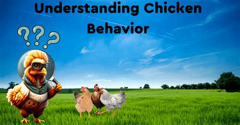 Chicken 的图像结果