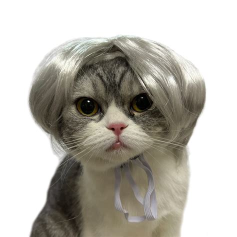 Cats In Wigs