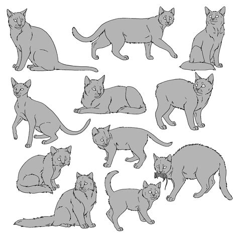 cat drawing reference photos